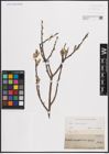 Foto von Salix cinerea L.
